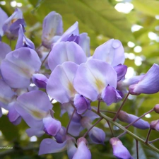 peas, wistaria, purple