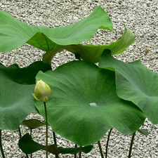 Leaf, lotus, pebbles, doughnut