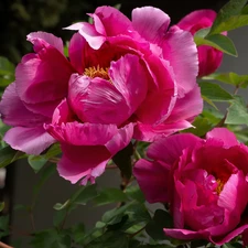 Peonies, Flowers, bloom