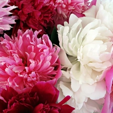 Colored, Peonies
