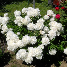 White, Peonies