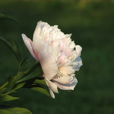 peony