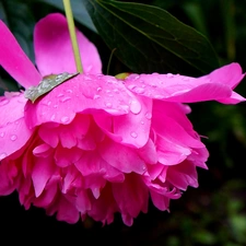 drops, Colourfull Flowers, peony