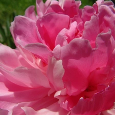 peony, Pink, flakes