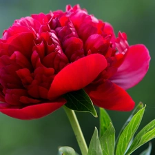 Colourfull Flowers, red hot, peony