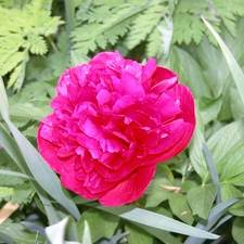 peony