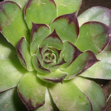 Perennial, rosette, Walled, garden, Sempervivum