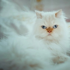 Blue, Eyes, fluffy, Persian Cat, White