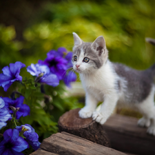 Flowers, petunias, kitten, Blue, small