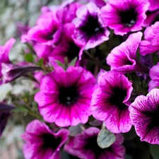 purple, petunias
