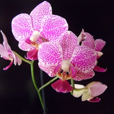 Pink, orchid