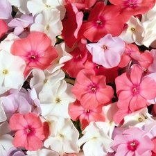 phlox, Flowers, color