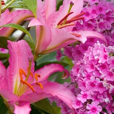 lilies, phlox