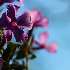 purple, phlox