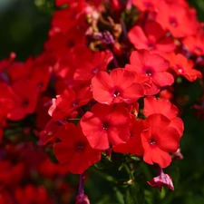 Red, phlox