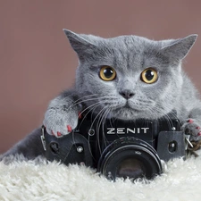 cat, Camera, photographic, British