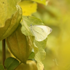 butterfly, Insect, physalis bloated, Cabbage