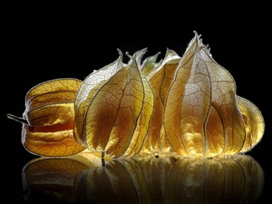 physalis