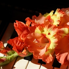 gladioli, Piano