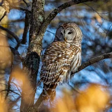 owl, trees, branch pics, Brown Owl