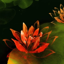 picture, lilies, water