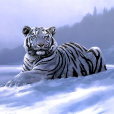 winter, tiger, picture, White