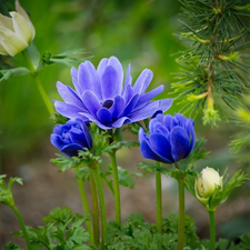 Anemones, pine