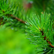 Green, conifer, pine, twig