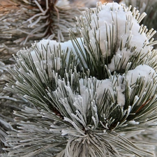 A snow-covered, pine