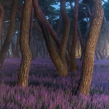 pine, trees, heathers, viewes, forest, Flowers, light breaking through sky