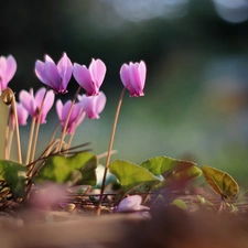 Flowers, Cyclamen, Pink