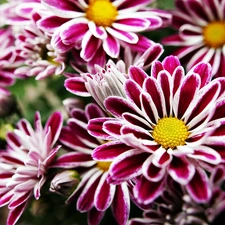 Pink, beatyfull, Chrysanthemums