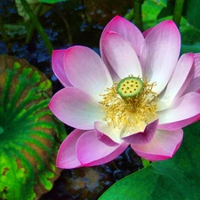 Colourfull Flowers, flakes, lotus, Pink
