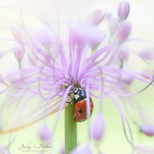 Close, Pink, Colourfull Flowers, ladybird