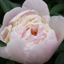 peony, Colourfull Flowers, Pink