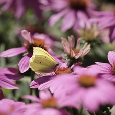 butterfly, Pink, echinacea, Gonepteryx rhamni