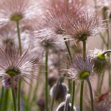 fades, pasque, seedheads, Pink