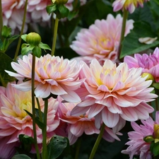 Flowers, dahlias, Buds, Pink