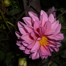 Colourfull Flowers, Dalia, Pink