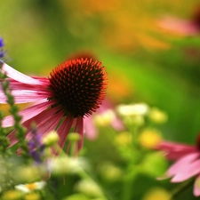 Colourfull Flowers, echinacea, Pink