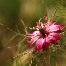 Colourfull Flowers, Nigella, Pink