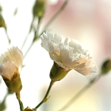 Colourfull Flowers, White, pink