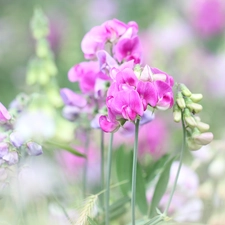 Pink, peas, Flowers