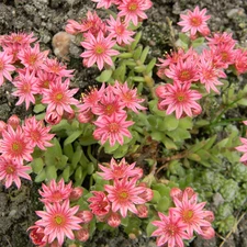 Pink, Sempervivum, Flowers