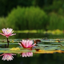 lilies, Nenufary, Pink, water