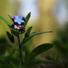 forget-me-not, Blue, Pink