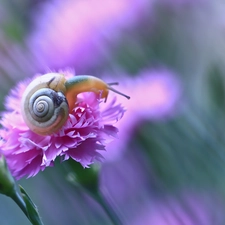 pink, snail, Pink