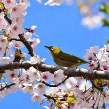 Pink, Fruit Tree, Bird, cherry, Flourished, Flowers, Japanese White-eye