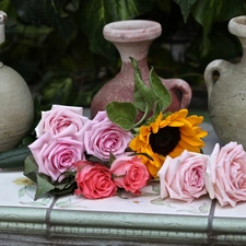 Pitchers, roses, Sunflower