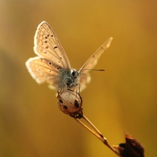 butterfly, Insect, plant, Dusky